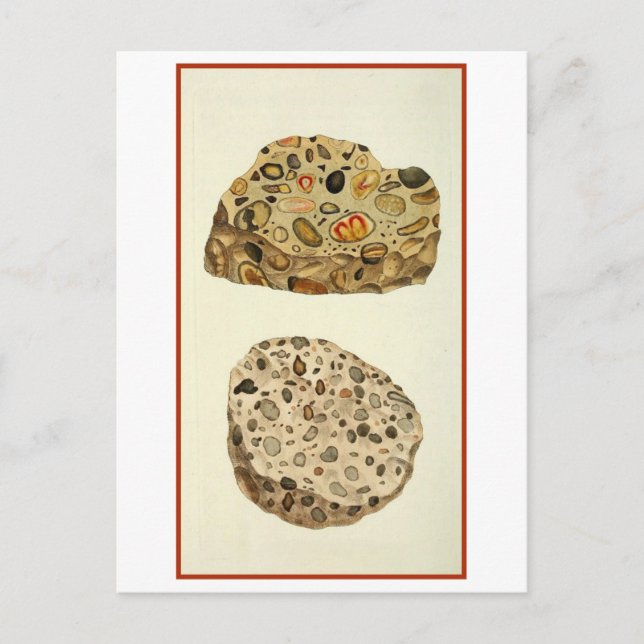Quartzose Pudding Stone Mineralogy Illustration Postcard (Front)
