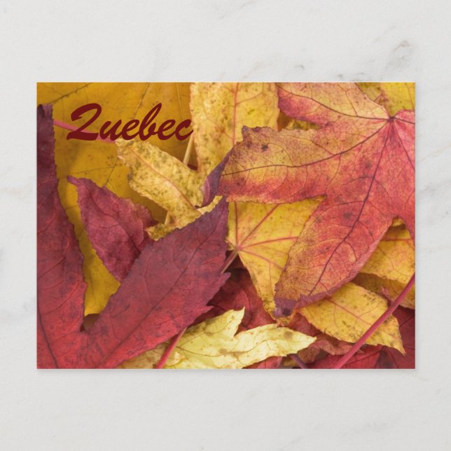 Quebec Autumn Leaves Postcard (Front)
