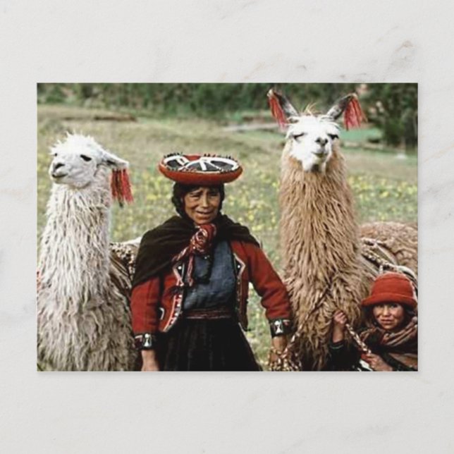 Quechua Woman with Two Llamas Photo Postcard (Front)