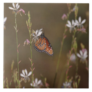 Queen and milkweed tile