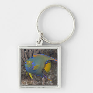 Queen Angelfish (Holacanthus ciliaris) swimming Key Ring