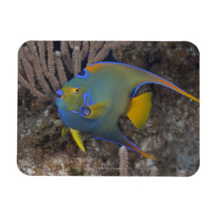 Queen Angelfish (Holacanthus ciliaris) swimming Magnet