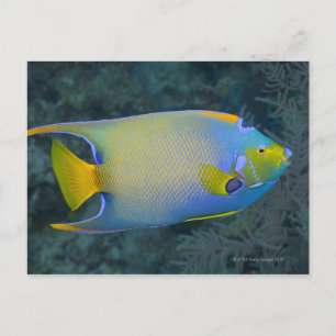 Queen Angelfish Postcard