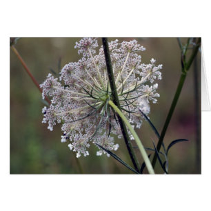 Queen Anne Lace