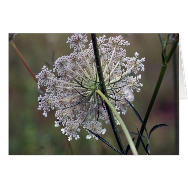 Queen Anne Lace (Front Horizontal)