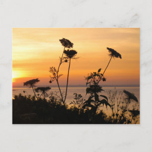 Queen Anne’s Lace at Sunset - Fishers Island, NY Postcard