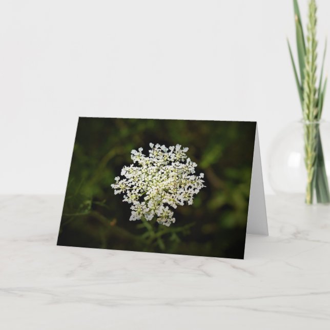 Queen Anne’s Lace, card (Front)