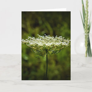 Queen Anne’s Lace, card
