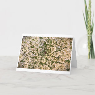 Queen Anne’s Lace, card