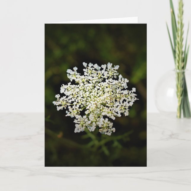 Queen Anne’s Lace, card (Front)