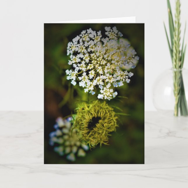 Queen Anne’s Lace, card (Front)