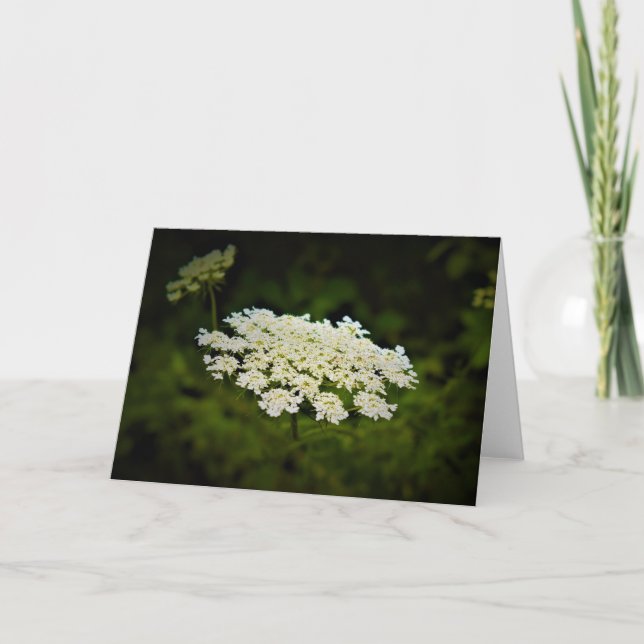 Queen Anne’s Lace, card (Front)