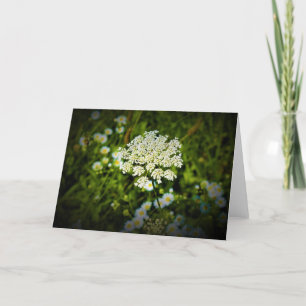 Queen Anne’s Lace, card