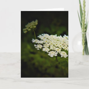 Queen Anne’s Lace, card