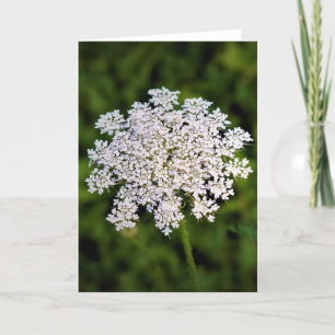 Queen Anne’s Lace, card