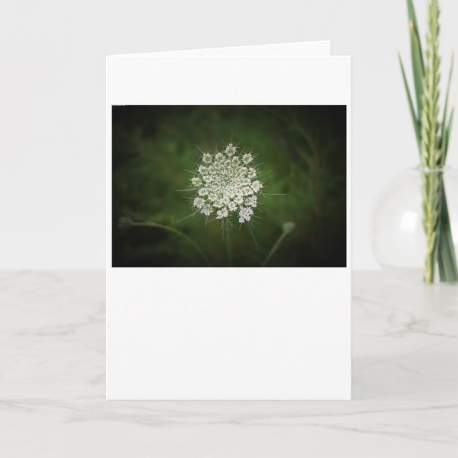 Queen Anne’s Lace, card (Front)