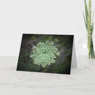 Queen Anne’s Lace, card