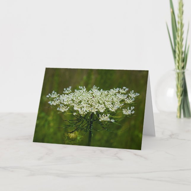 Queen Anne’s Lace, card (Front)
