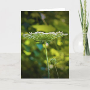 Queen Anne’s Lace, card