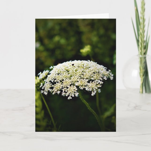 Queen Anne’s Lace, card (Front)