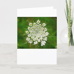 Queen Anne’s Lace, card