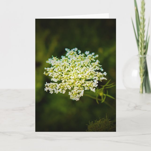 Queen Anne’s Lace, card (Front)