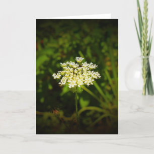 Queen Anne’s Lace, card