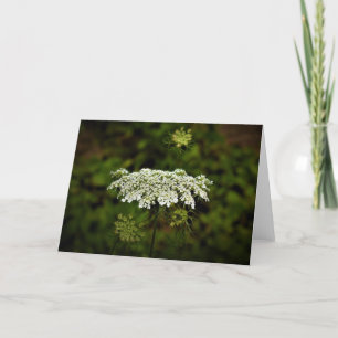 Queen Anne’s Lace, card