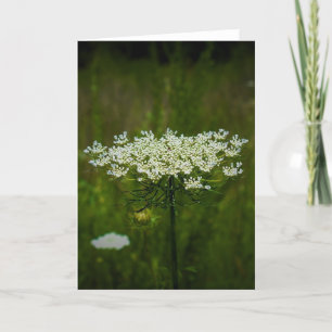 Queen Anne’s Lace, card