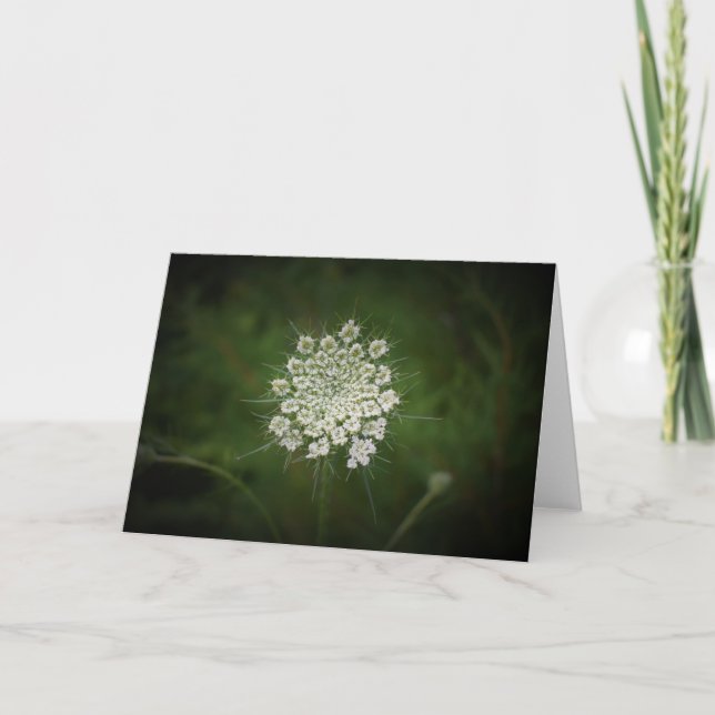 Queen Anne’s Lace, card (Front)