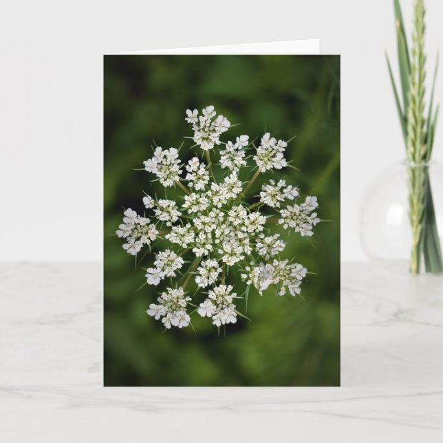 Queen Anne’s Lace, card (Front)