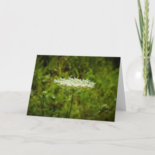 Queen Anne’s Lace, card (Front)