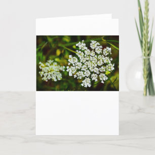 Queen Anne’s Lace, Card