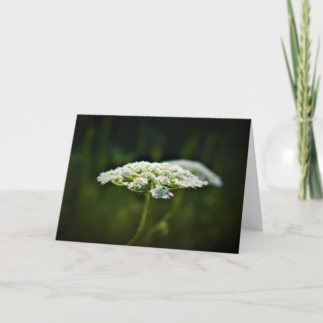 Queen Anne’s Lace, card (Front)