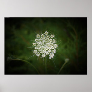 Queen Anne’s Lace, Poster