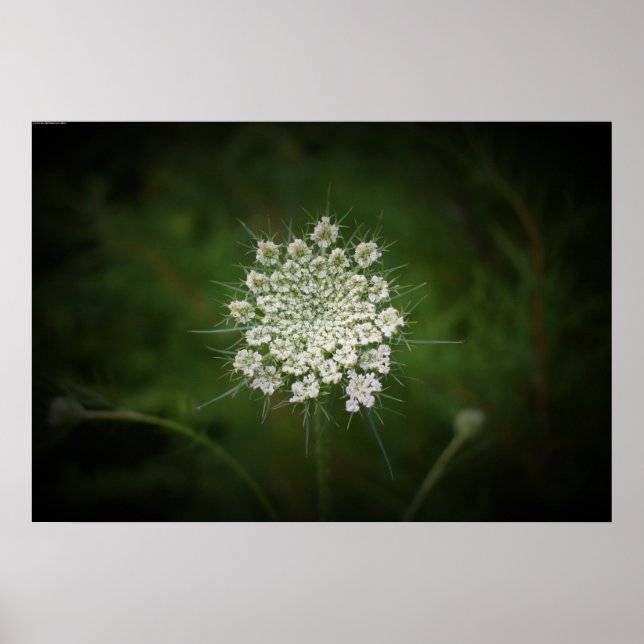 Queen Anne’s Lace,  Poster (Front)