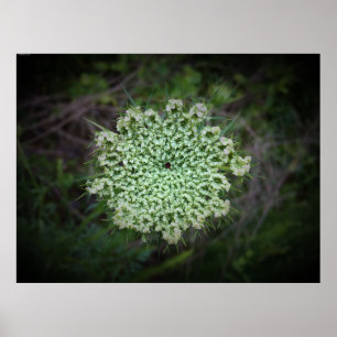 Queen Anne’s Lace,  Poster