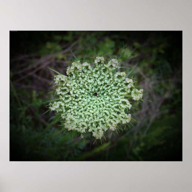Queen Anne’s Lace,  Poster (Front)