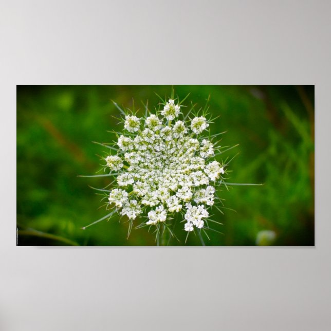 Queen Anne’s Lace, Poster (Front)