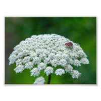 Queen Anne’s Lace White Wild Carrot Flower