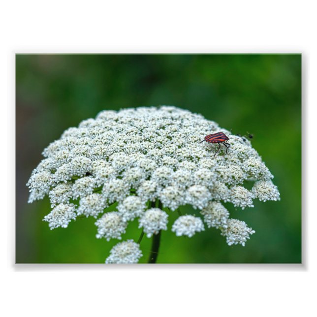 Queen Anne’s Lace White Wild Carrot Flower Photo Print (Front)