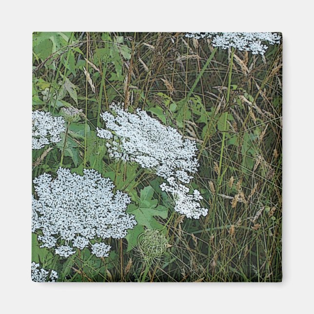Queen Anne’s Lace White Wild Flower Magnet (Front)