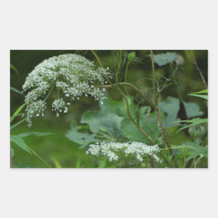 Queen Anne's La ce Wildflower - Daucus carota Rectangular Sticker