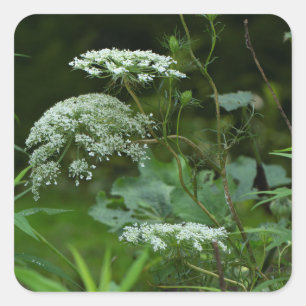 Queen Anne's La ce Wildflower - Daucus carota Square Sticker