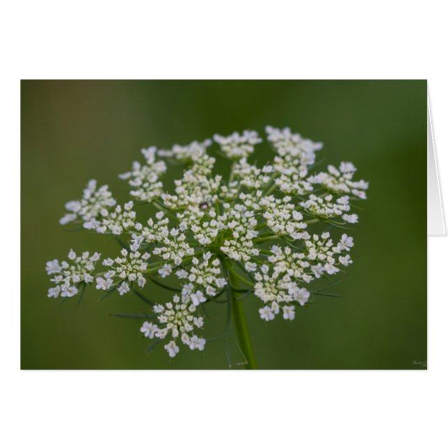 Queen Anne's Lace (Front Horizontal)