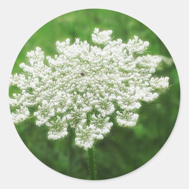 Queen Anne's Lace 1 (Wild Carrot) Classic Round Sticker (Front)