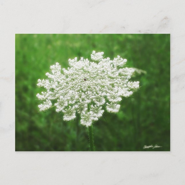 Queen Anne's Lace 1 (Wild Carrot) Postcard (Front)