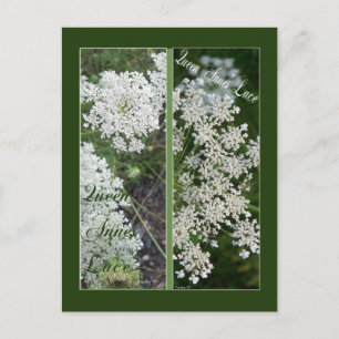 QUEEN ANNE'S LACE BOOKMARKS POSTCARD