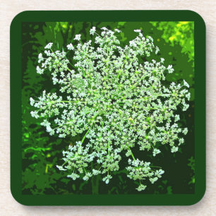 Queen Annes Lace Coaster