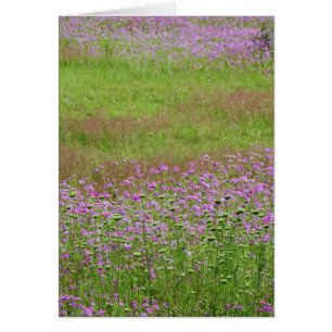 Queen Anne's Lace Daucus carota) growing